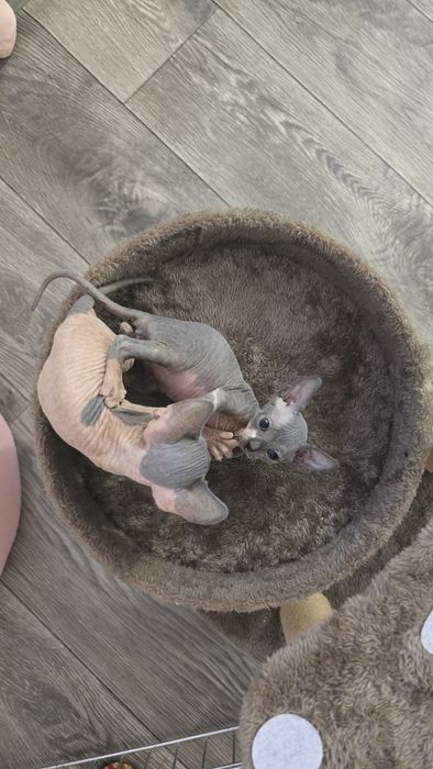 Котята канадский сфинкс