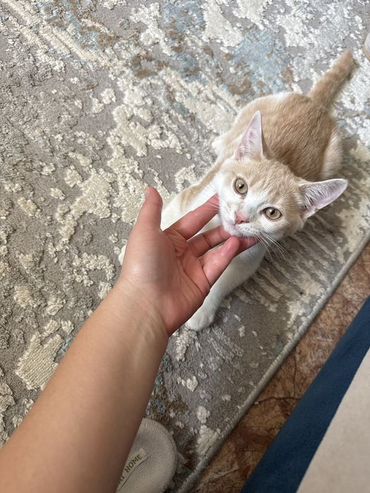 Отдам котенка мальчика г Астана