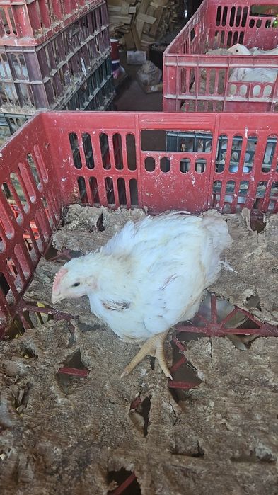 Vând pui albi de carne și pui rasă mixtă