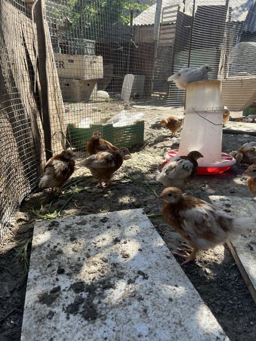 Продам кур несушки