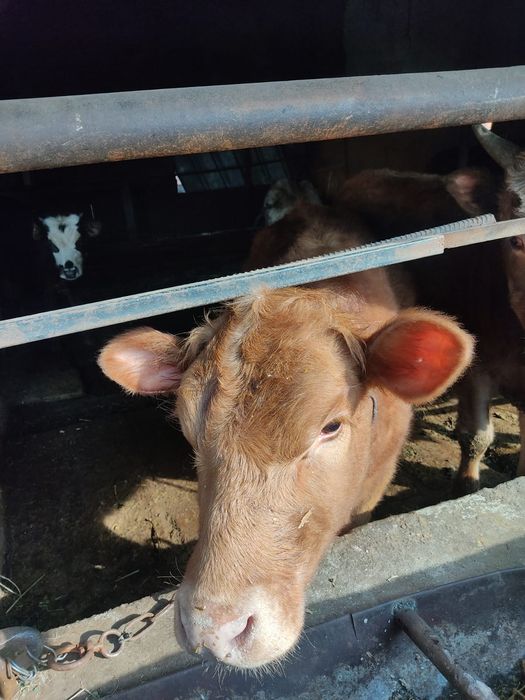 Телочка Ангусная