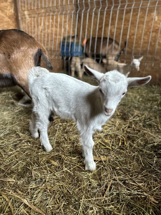 Tapusori saanen diferite varsta