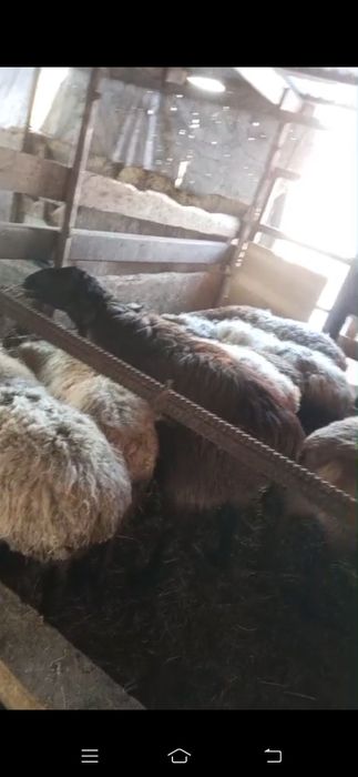 Қойлар сатылымда