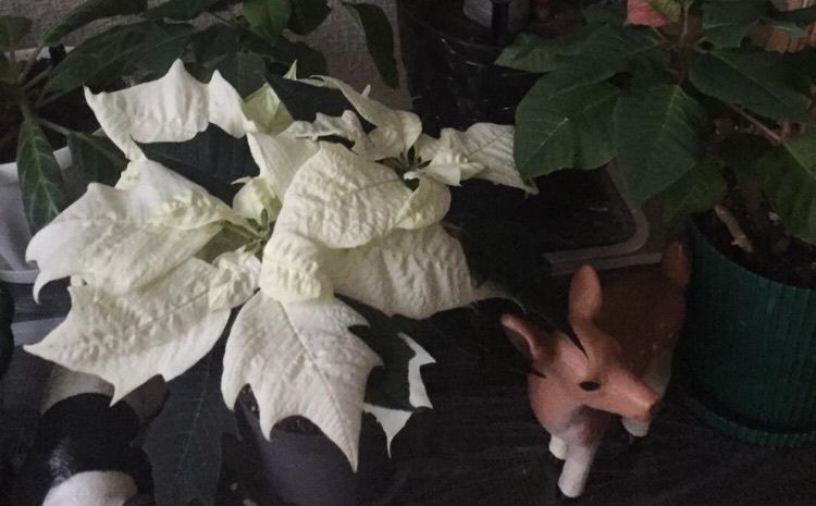 Пуансеттия белая