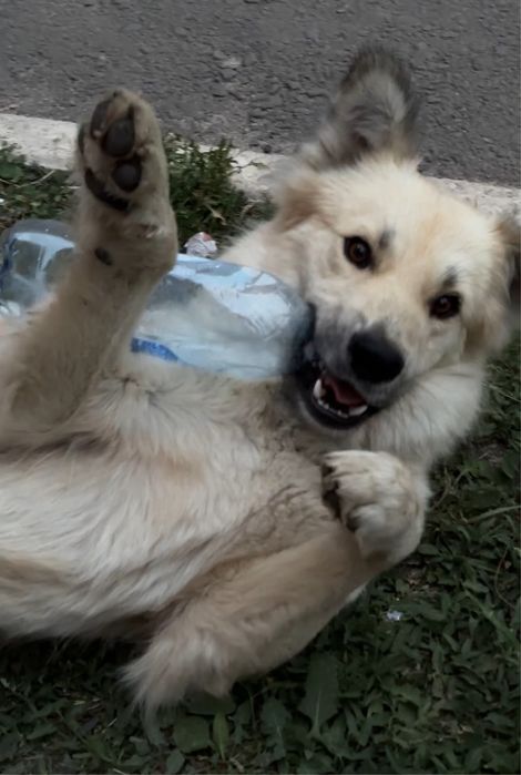 ИЩУ ДОМ для прекрасной собаки