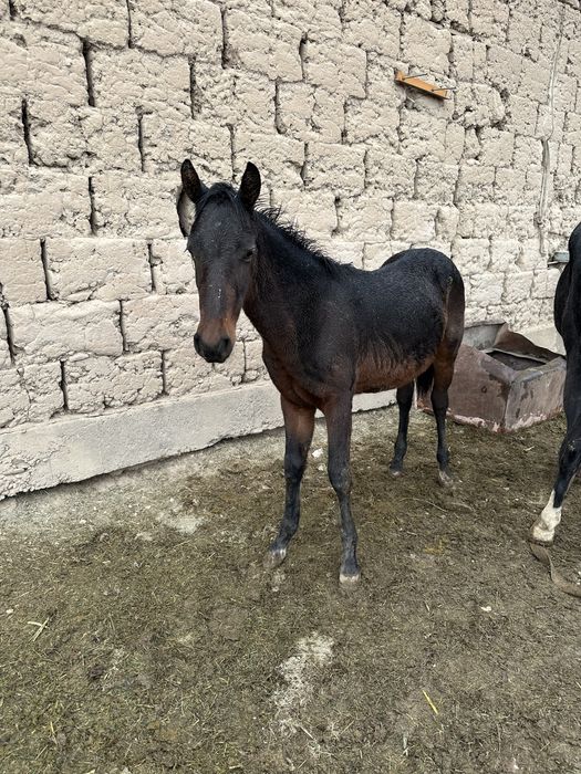 Жабагы 9 айлык Еркек