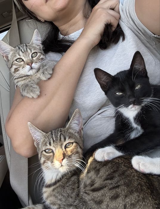 Отдадим котят, бесплатно