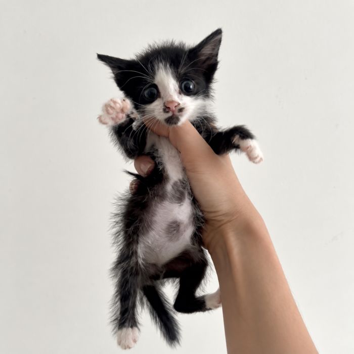 Котенок Моторист ищет семью