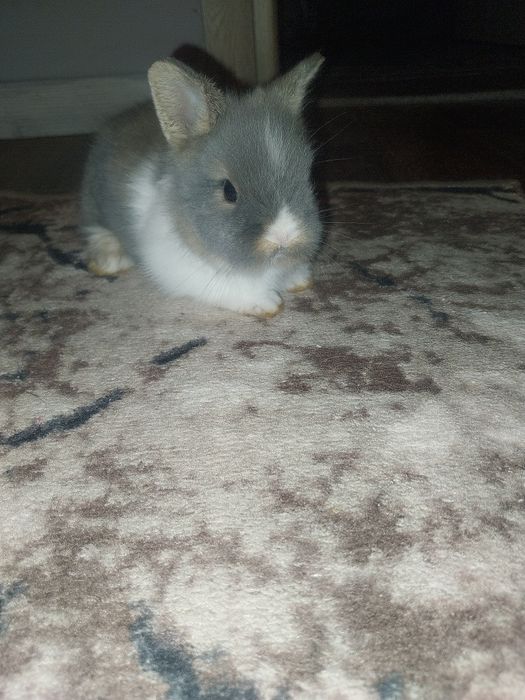 Pui iepurasi rasa pitica nu cresc ,urechiuse mici!