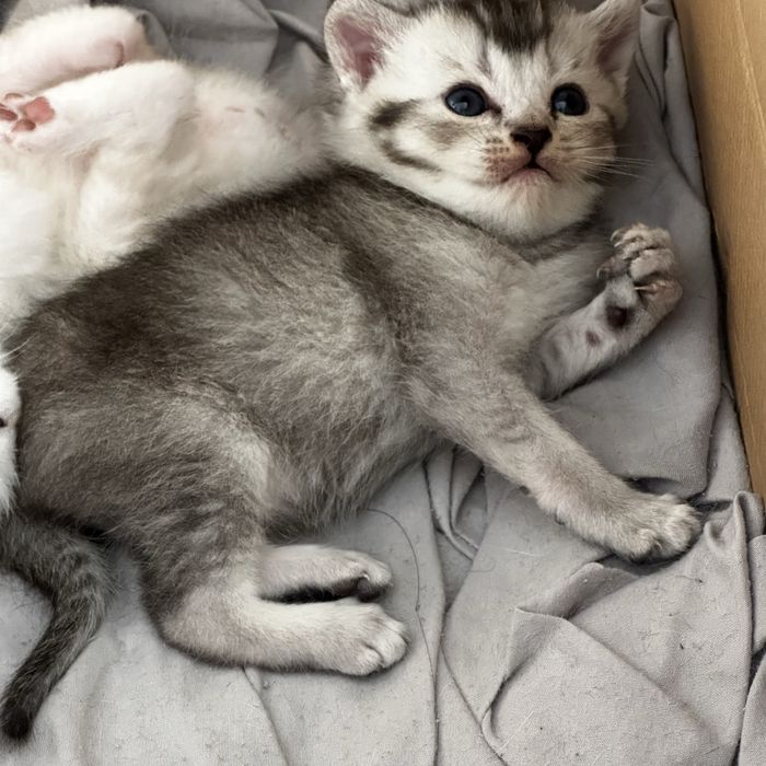 Шотландские котята