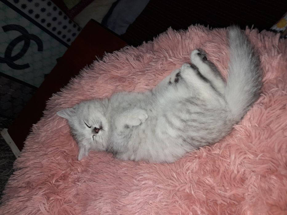 Seriy brisriy shinshila sotiladi