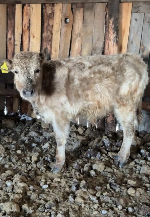 Продам телку и бычка