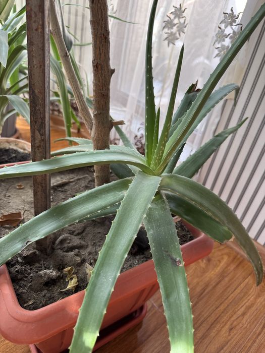 Продам цветы Алоэ