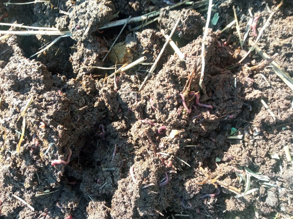 Калифорналық қызыл шлауын