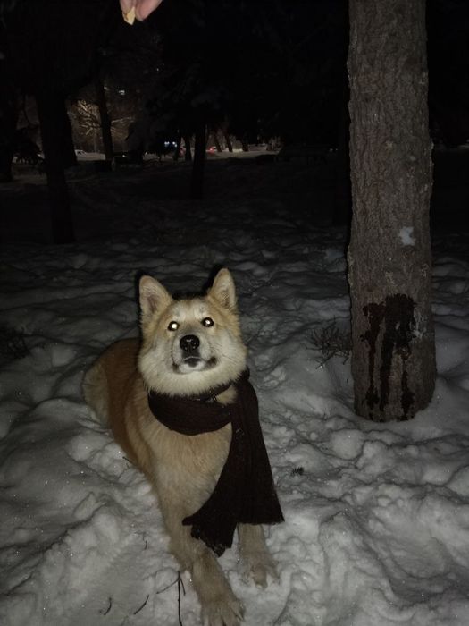 Собака бесплатно