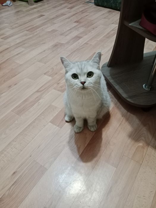 Отдам британскую кошечку.
