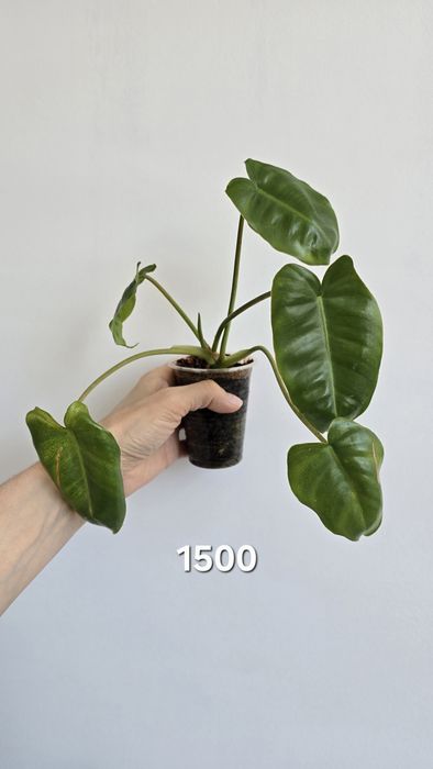 Продам филодендрон, сцинлапсус