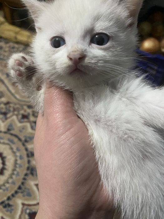 Отдам котят в добрые руки