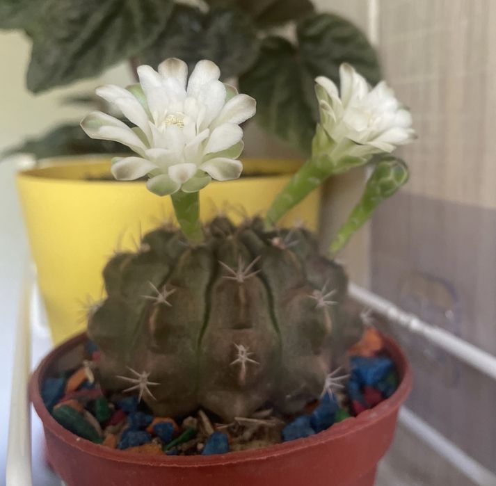 Кактусы цветущие гимнокалициум и эхинопсис