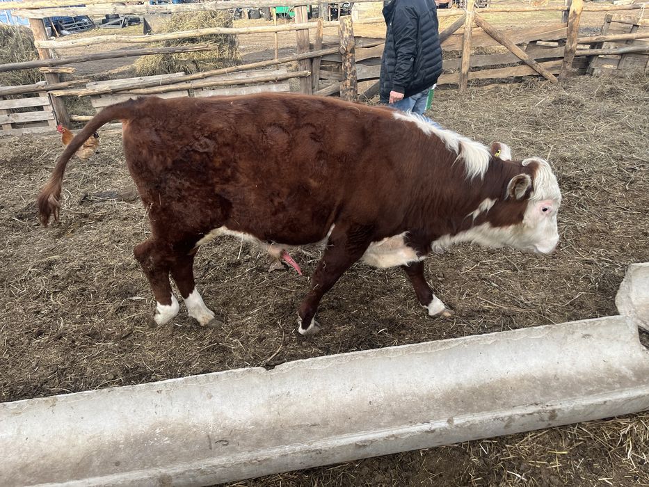 Продам быков с откорма