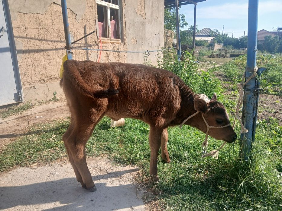 Срочно продам телёнок