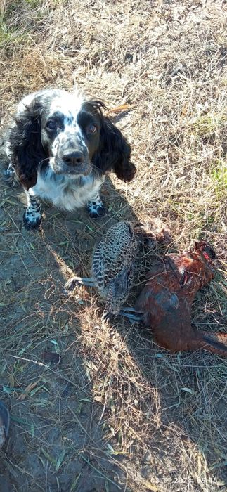 Вязка Русский спаниель кобель
