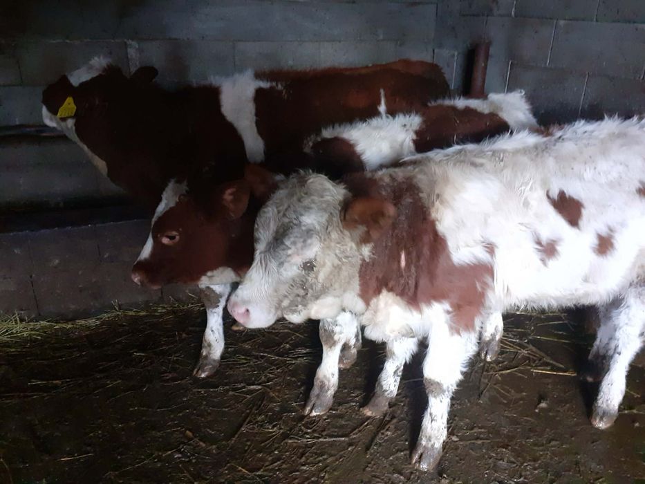 Vand 3 vitei baltatii