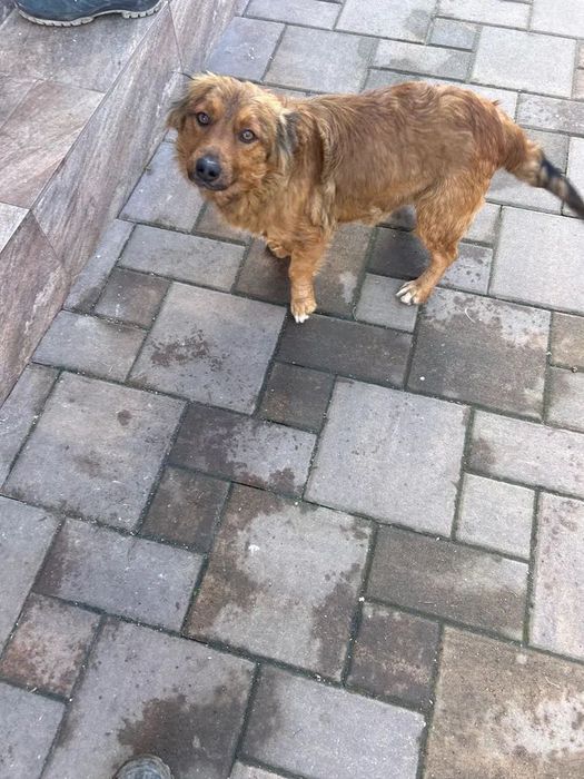 Donez cățelușă  castrată unui stăpân iubitor