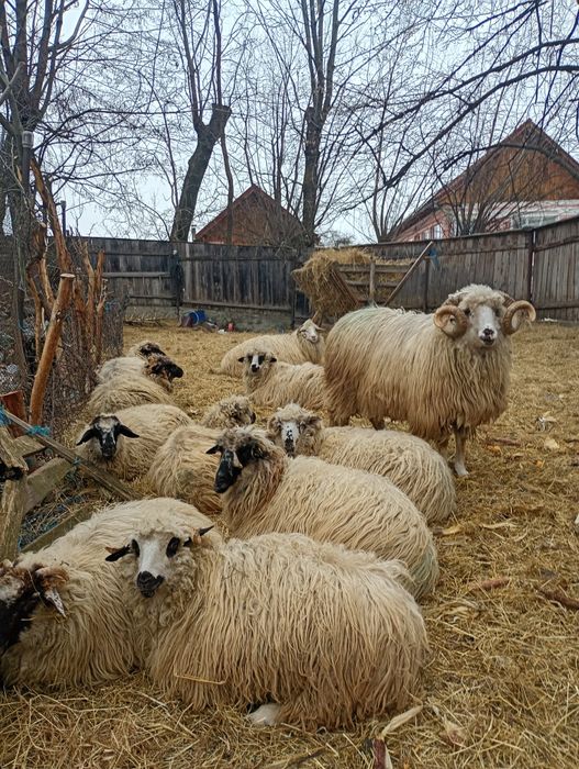 Oi, cârlani, berbec și capre