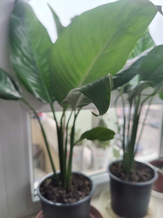 Продавам цветя Спатифилум - големи, преди пролетен цъфтеж