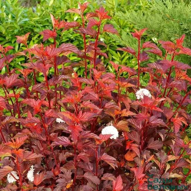 продам саженцы пузыреплодник, спирея, ежевика.