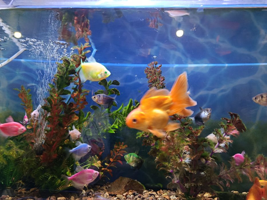 Аквариум ,с рыбками-20шт