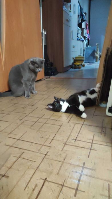 Ищем котородителей