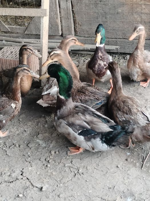 Vând oua de rata rouen