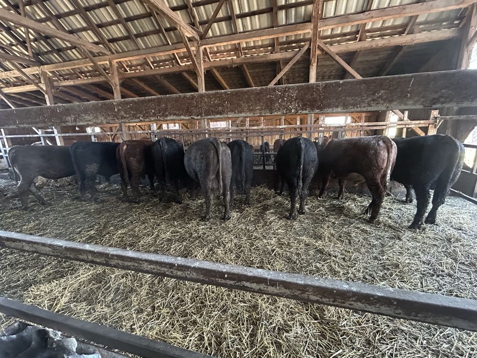 20 de taurasi angus ,vitei ,tauri