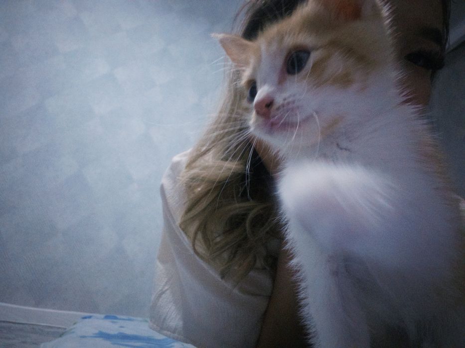 Кошка.