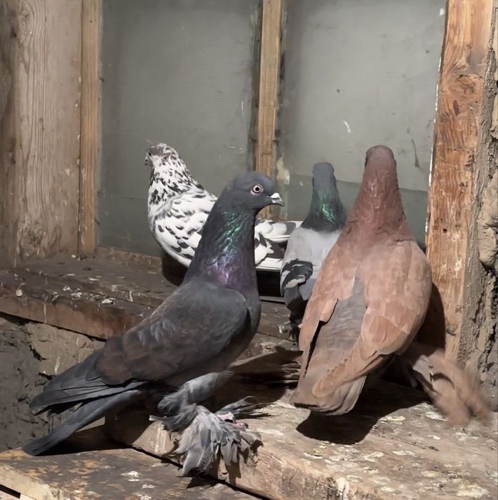 Продам Голубей г. Алатау