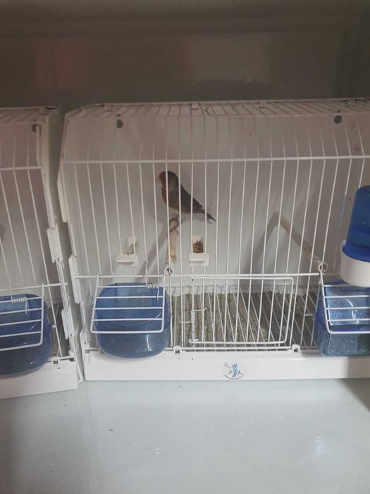 Canari de vanzare si colivii