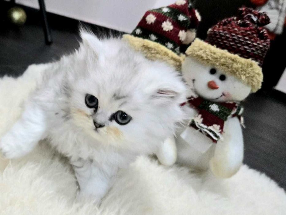 Персийска сребърна чинчила -котенца