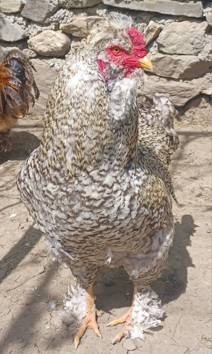 Gaini de vanzare