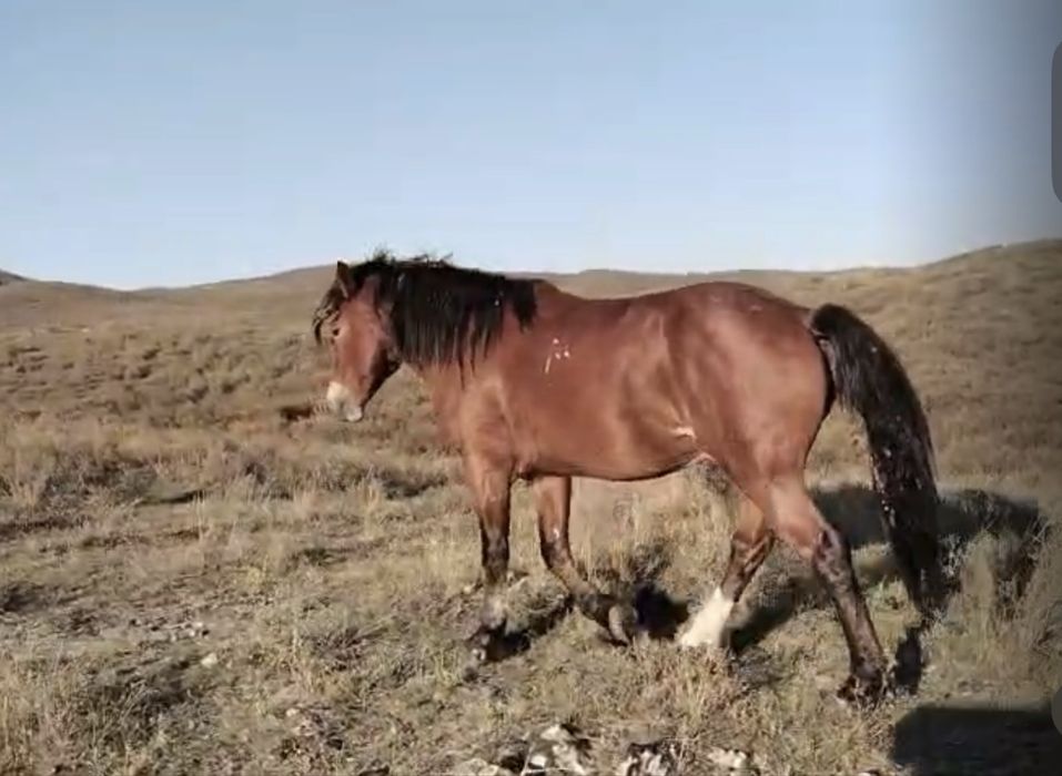 Алты жасар полу тяж айғыр сатылады