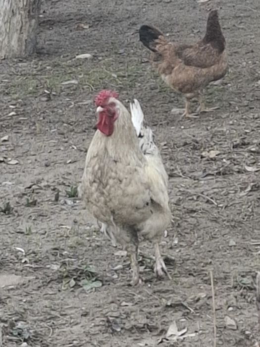 Кораз Петух Пушкин