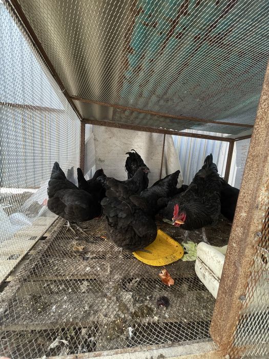 Джерсий гигант жетысайда