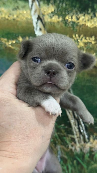 Чихуахуа мальчики лиловые