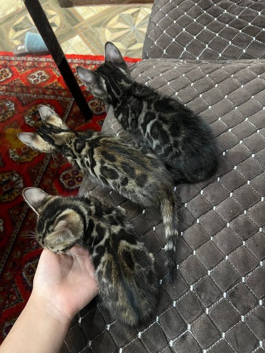 Бенгальскые котята