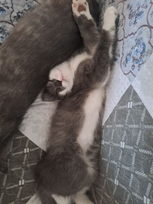 Котята бесплатно