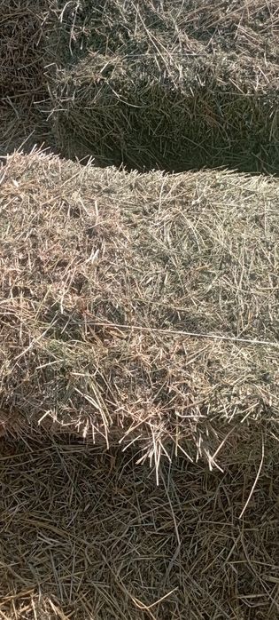 Продам сено люцерна