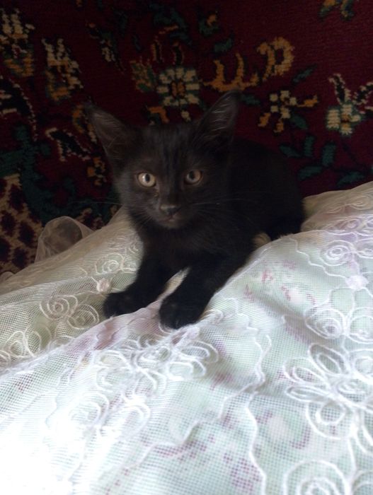 Отдам котят в хорошие руки ,беспатно,им по 2 месяца, 2 мальчика и 2 де