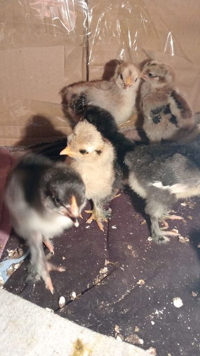 Продам цыплят. 1 неделя.