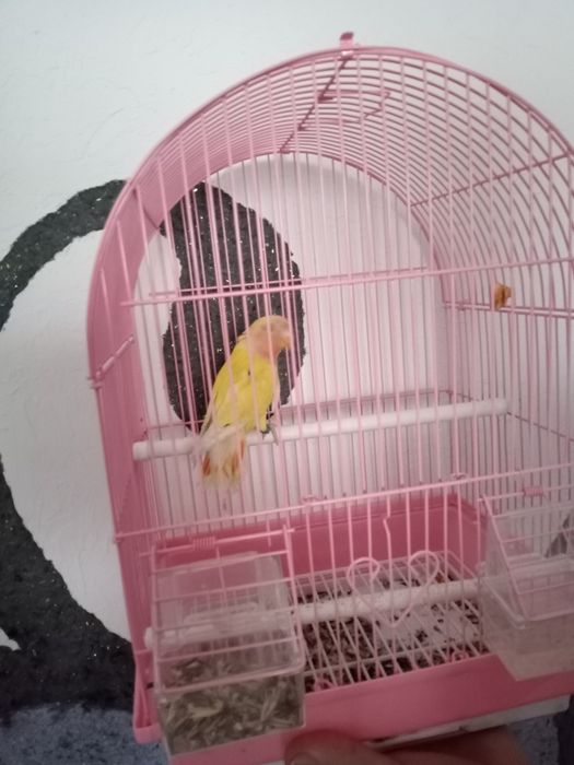 Попугай неразлучник